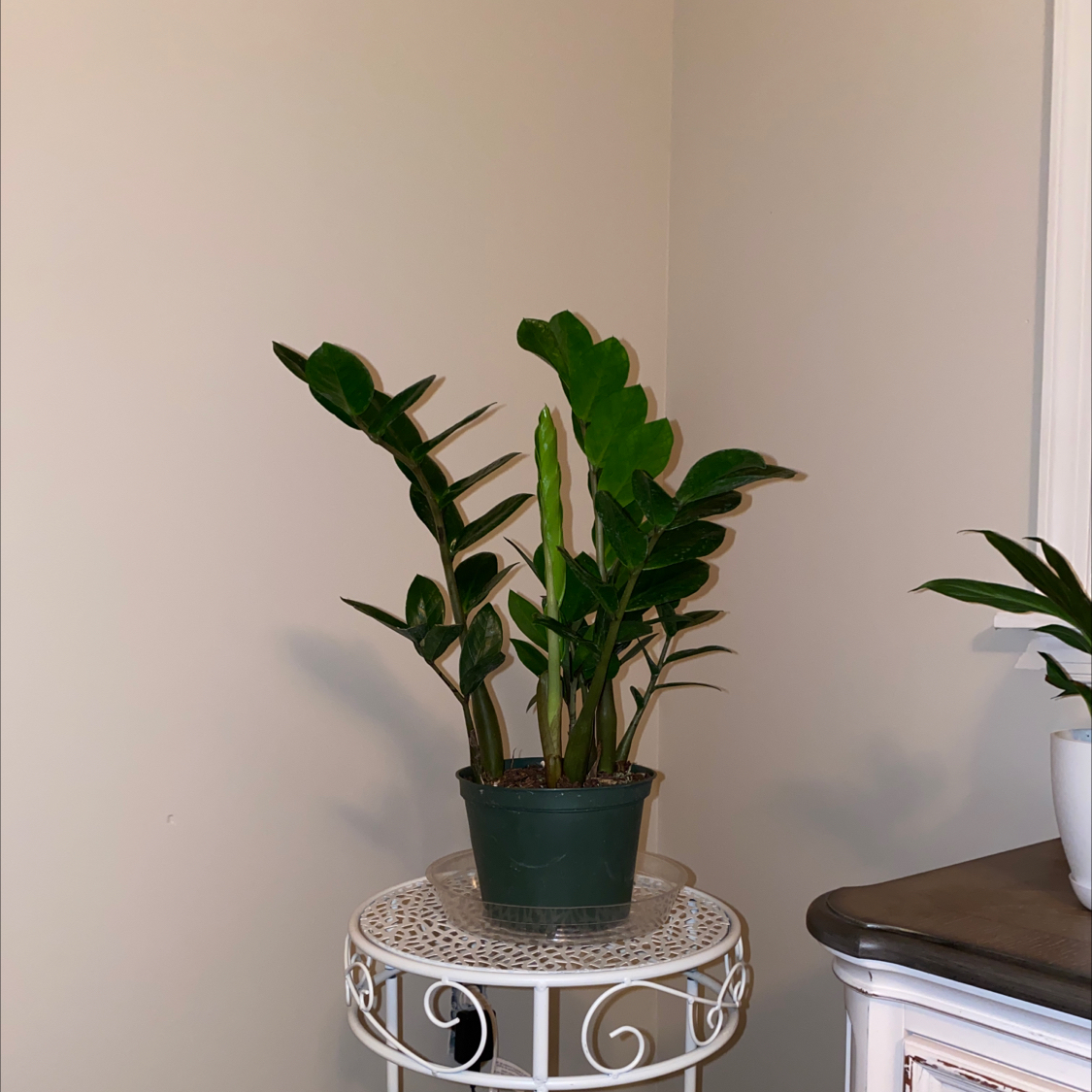 Zamioculcas Zamiifolia plant photo by @Jess926 named Princess Aurora on Greg, the plant care app.