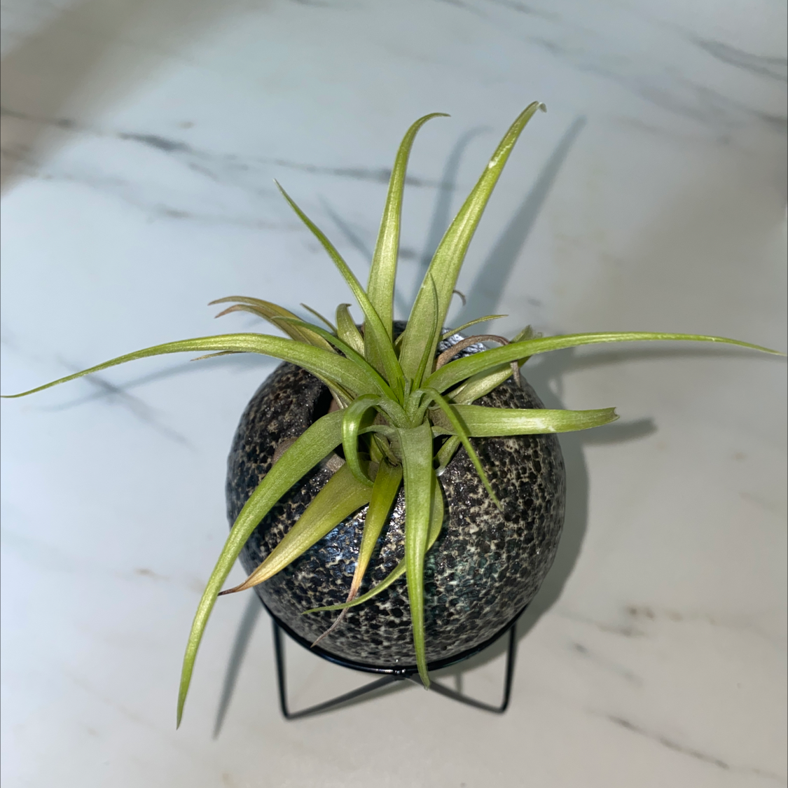 Spreading Airplant in a small, textured pot with slight browning at leaf tips.