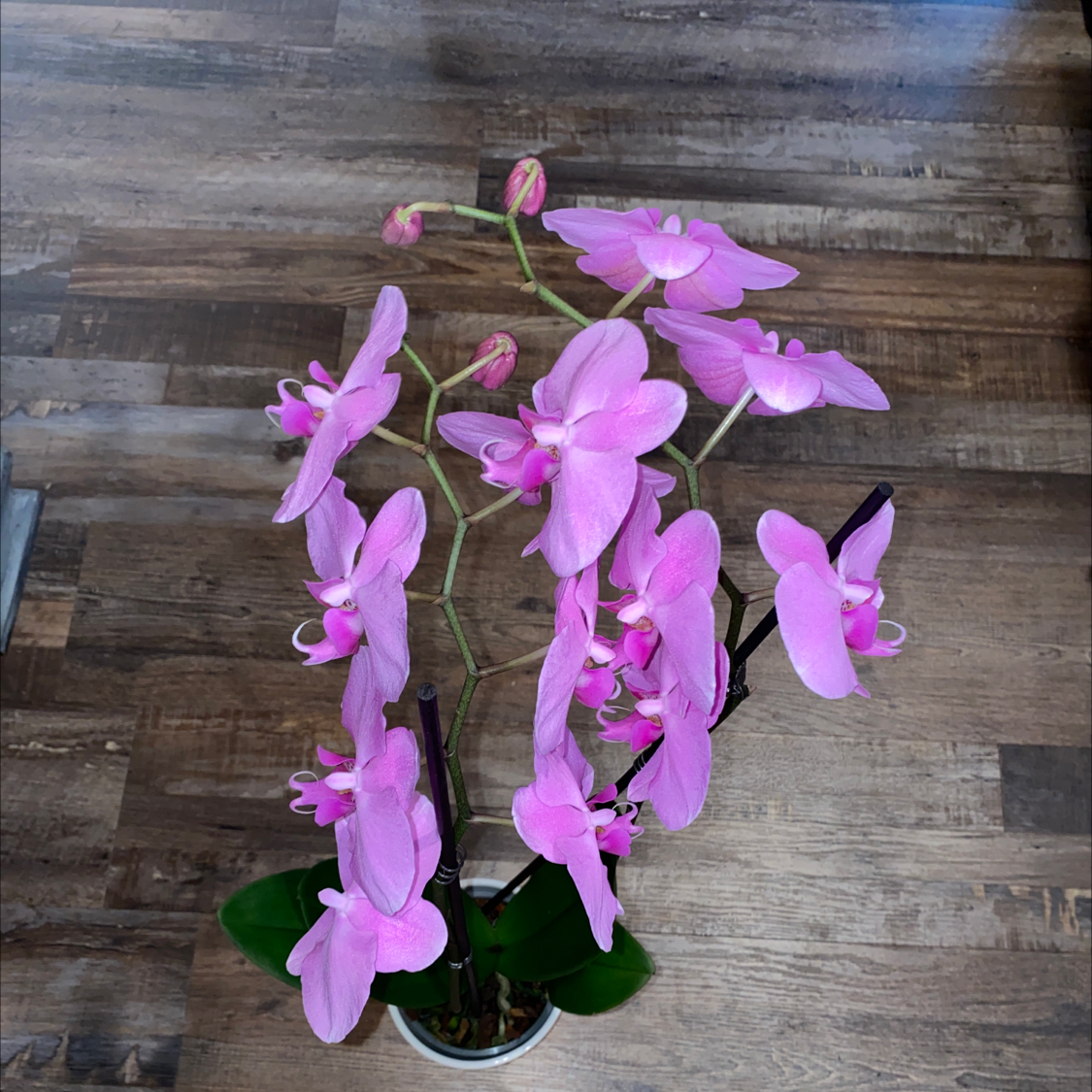 Photo of the plant species Aphrodite's Phalaenopsis by @Jess926 named Ariel on Greg, the plant care app