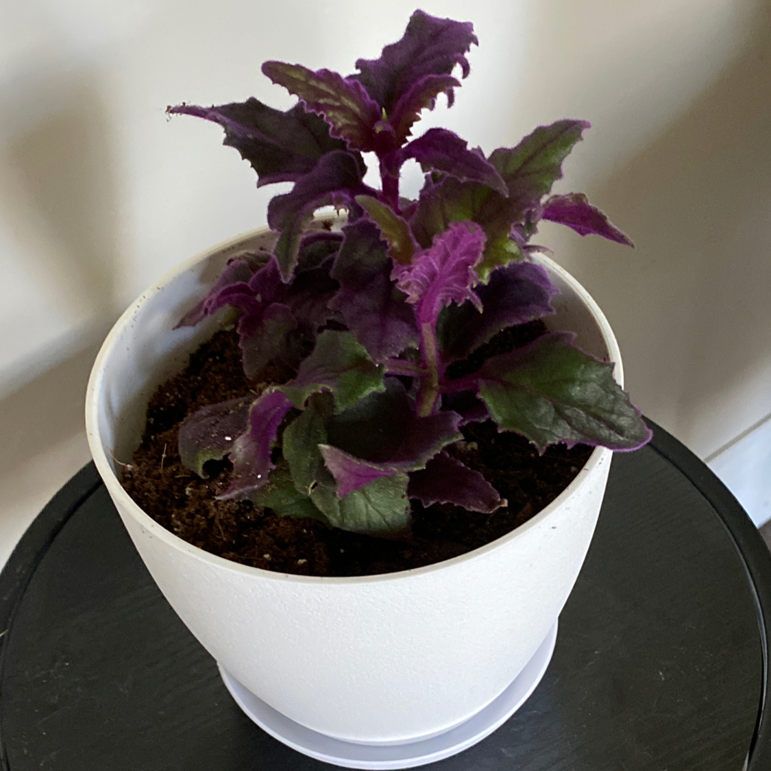 Purple Velvet Plant plant photo by @Jess926 named Violet on Greg, the plant care app.