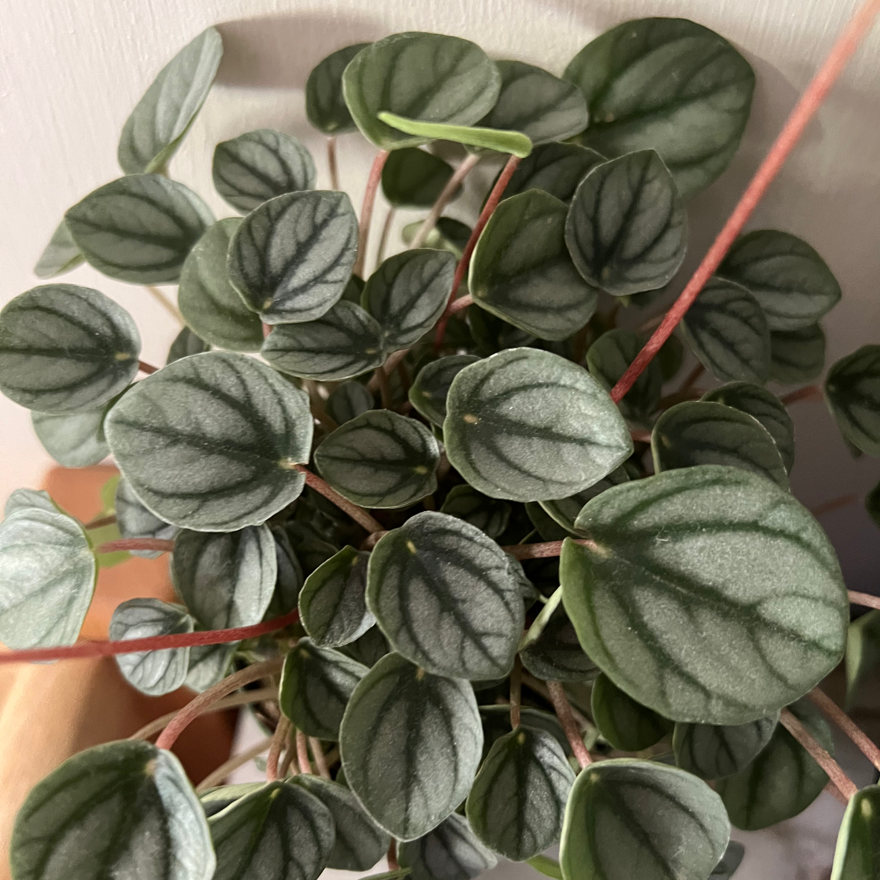 Peperomia 'Napoli Nights' plant with healthy green leaves and dark green veins.