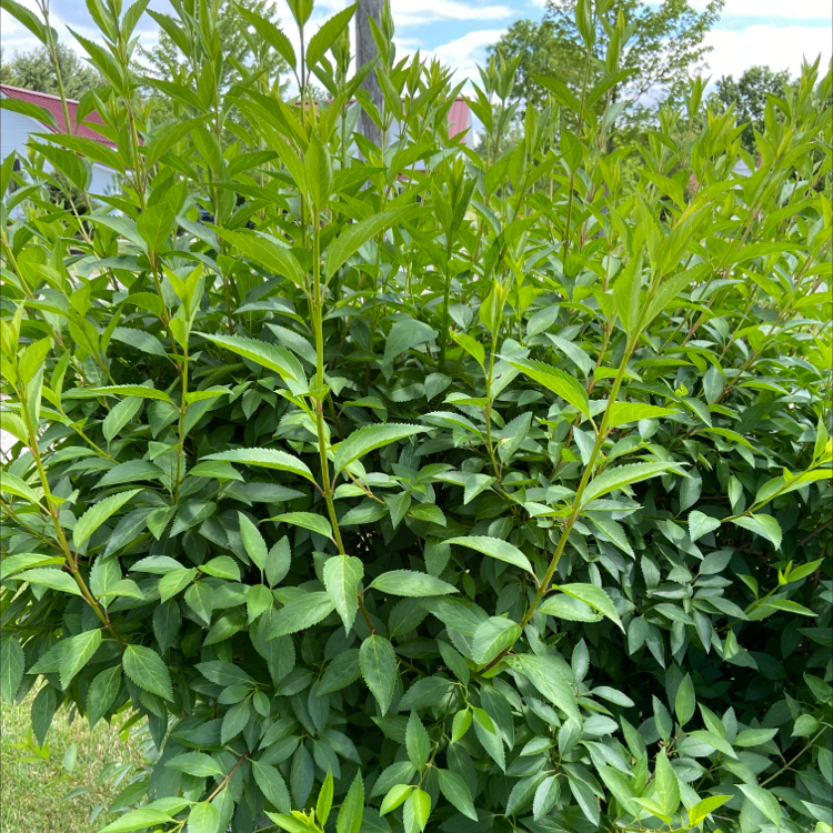 Photo of the plant species Chinese golden bell tree by Marcia named Your plant on Greg, the plant care app