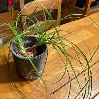 Ponytail Palm plant in Delaware, Ohio