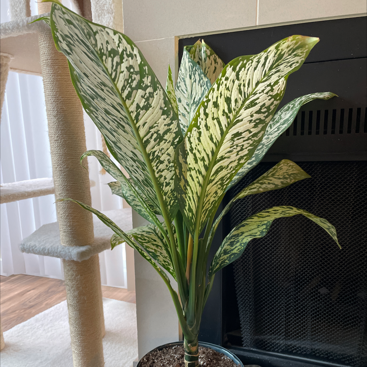 Photo of the plant species White Etna Dieffenbachia by @angelatwong named Edna on Greg, the plant care app