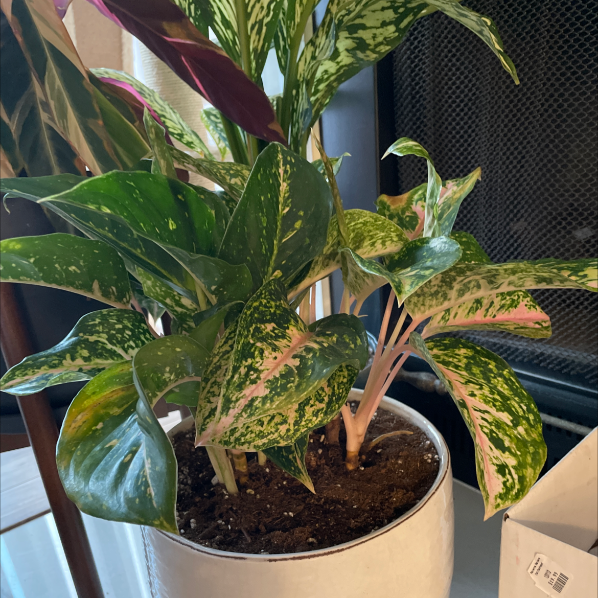 Photo of the plant species Two Tone Moonstone Chinese Evergreen by @angelatwong named Celeste on Greg, the plant care app