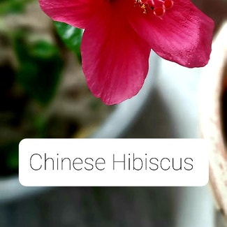 Chinese Hibiscus plant in Kolkata, West Bengal