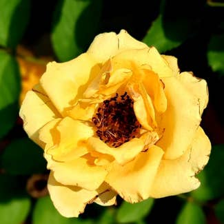 yellow rose plant in Kolkata, West Bengal