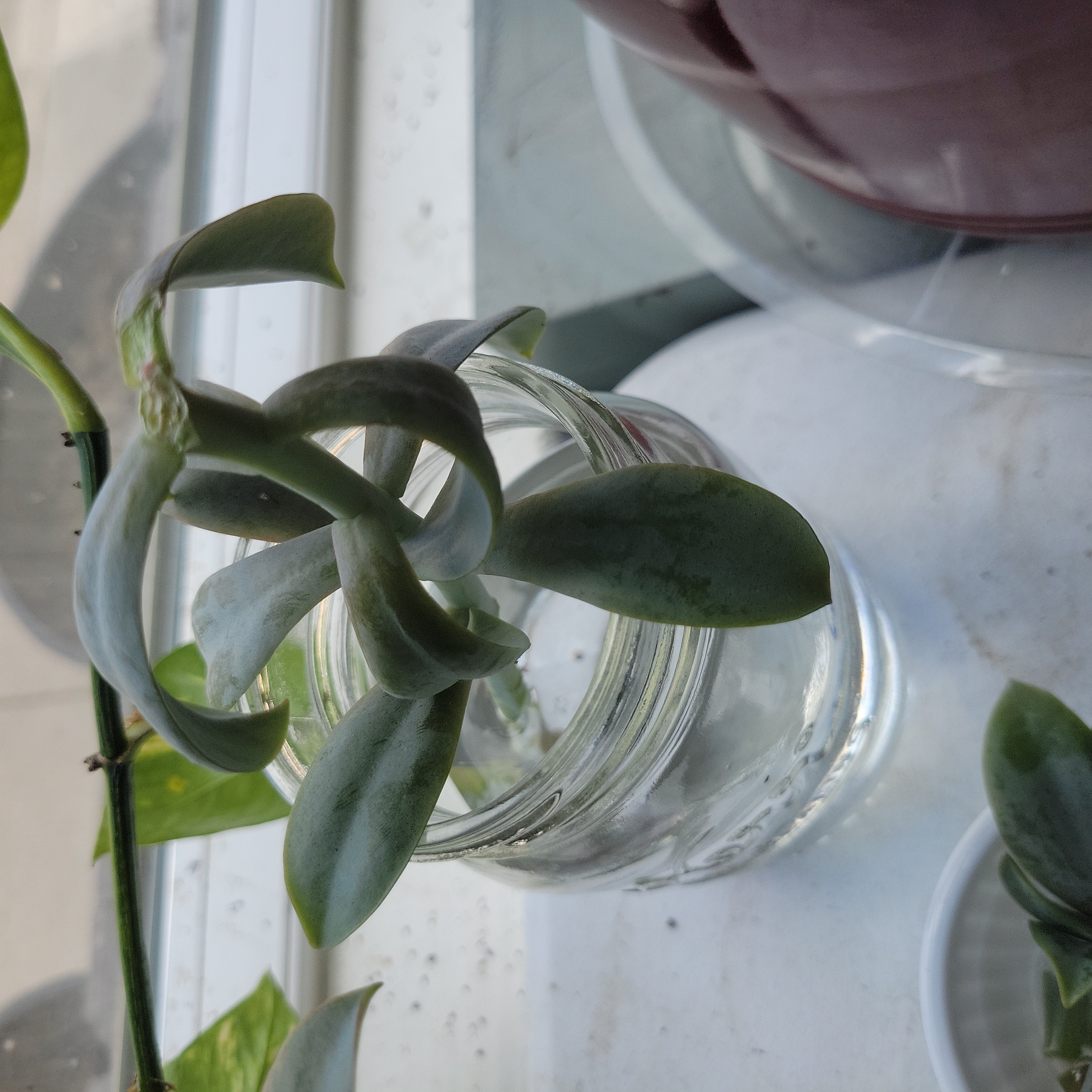 Painted Lady plant in a glass jar with water, healthy green leaves.