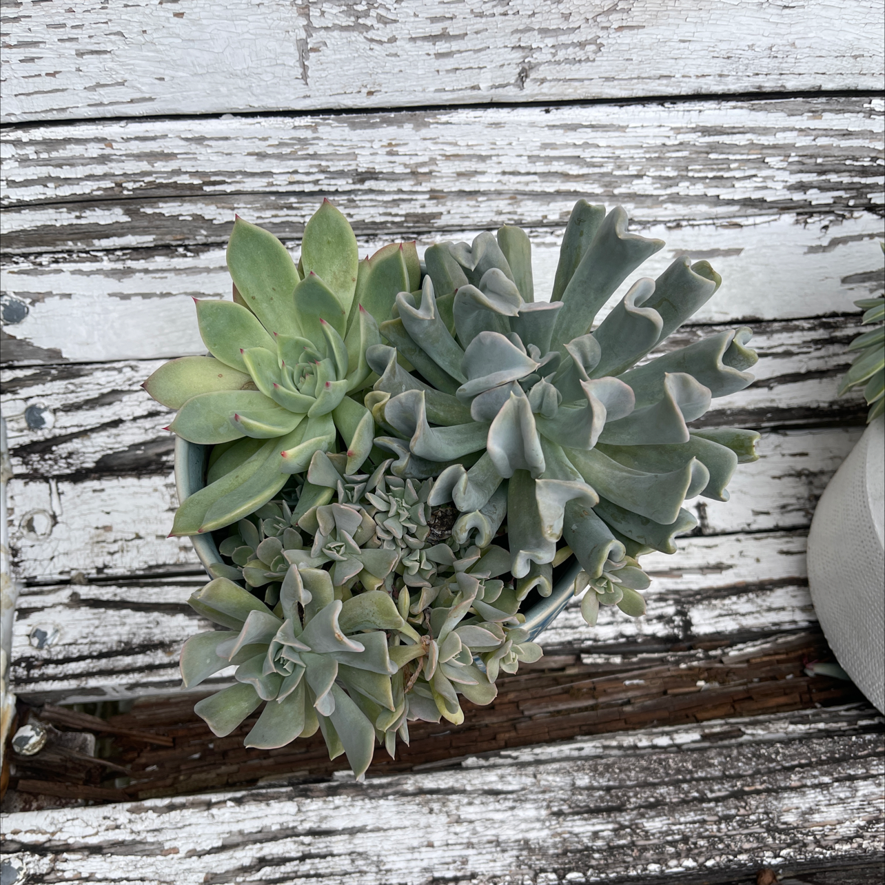 Echeveria 'Topsy Turvy' succulent plant in a pot, healthy with fleshy leaves.