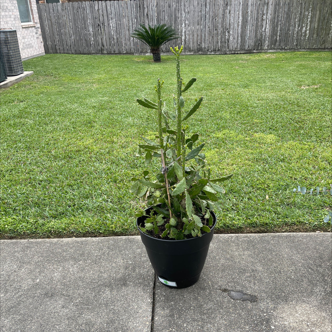 Potted Brazilian Pricklypear plant in a backyard with a lawn and fence.