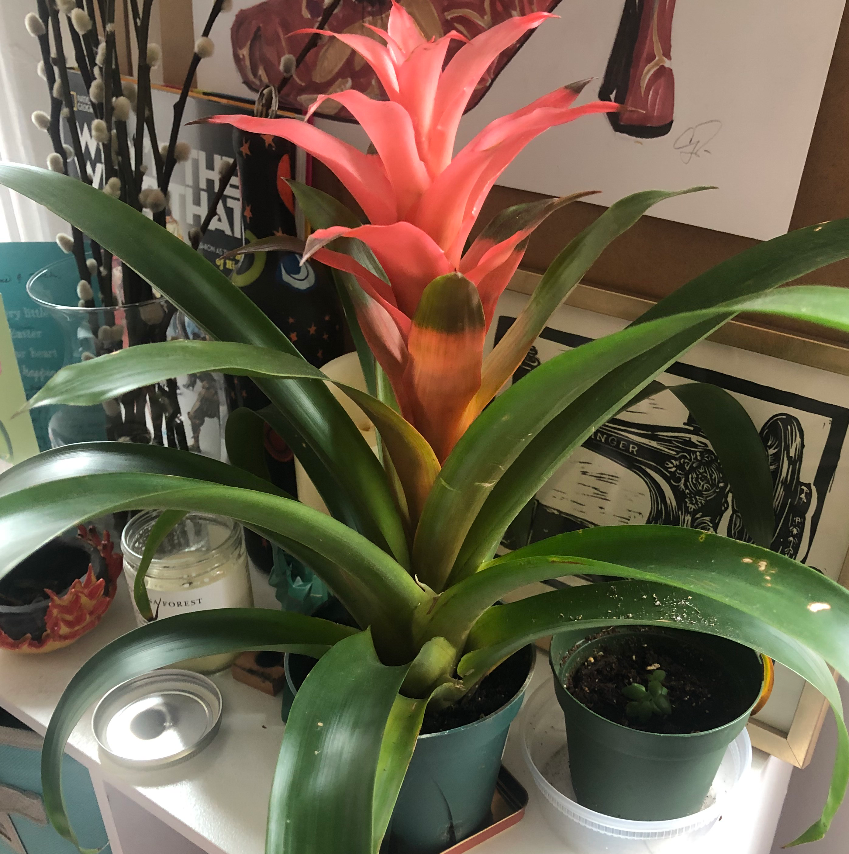 How and When Should I Cut Back My Guzmania Bromeliad?
