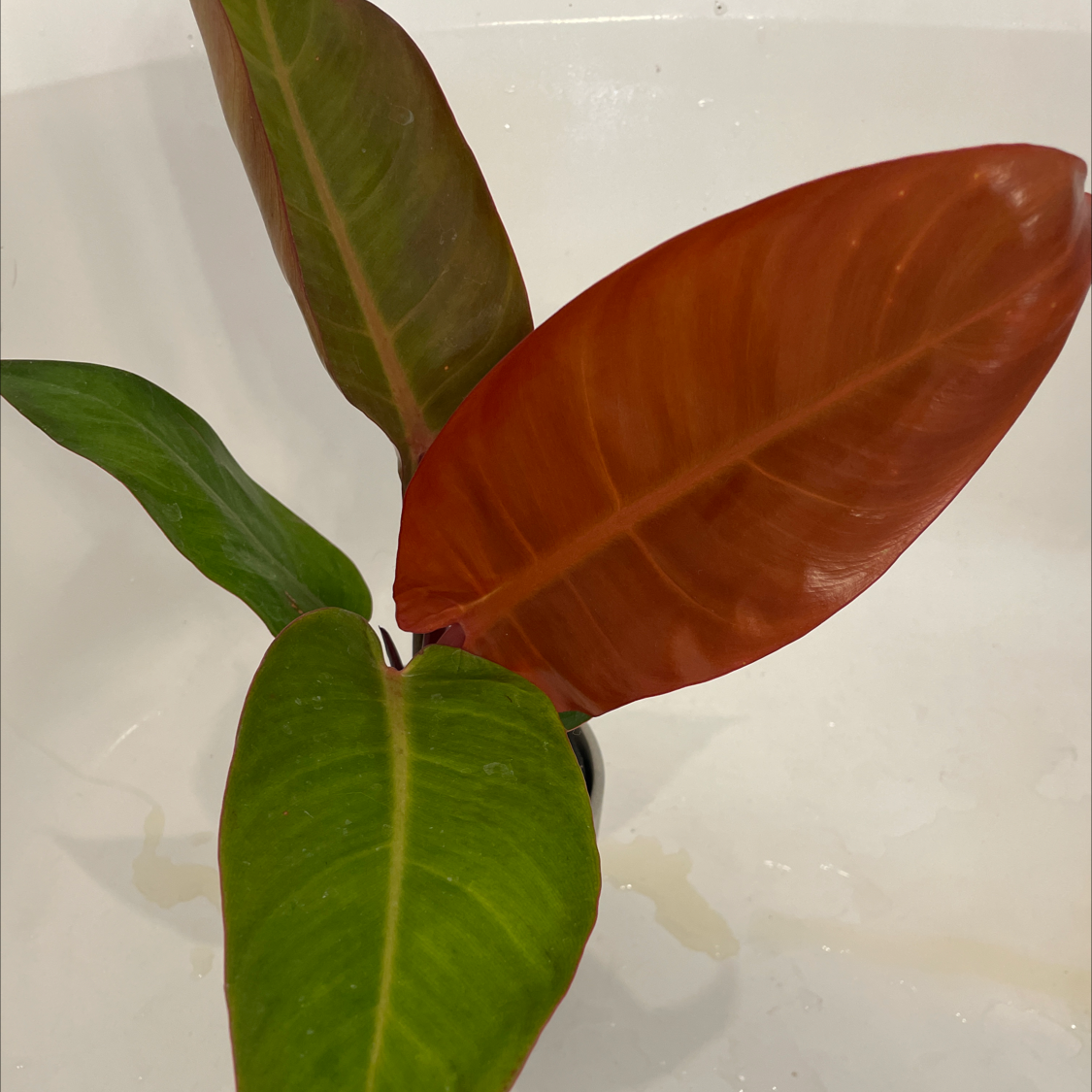 Philodendron 'Imperial Red' with healthy green and red leaves.
