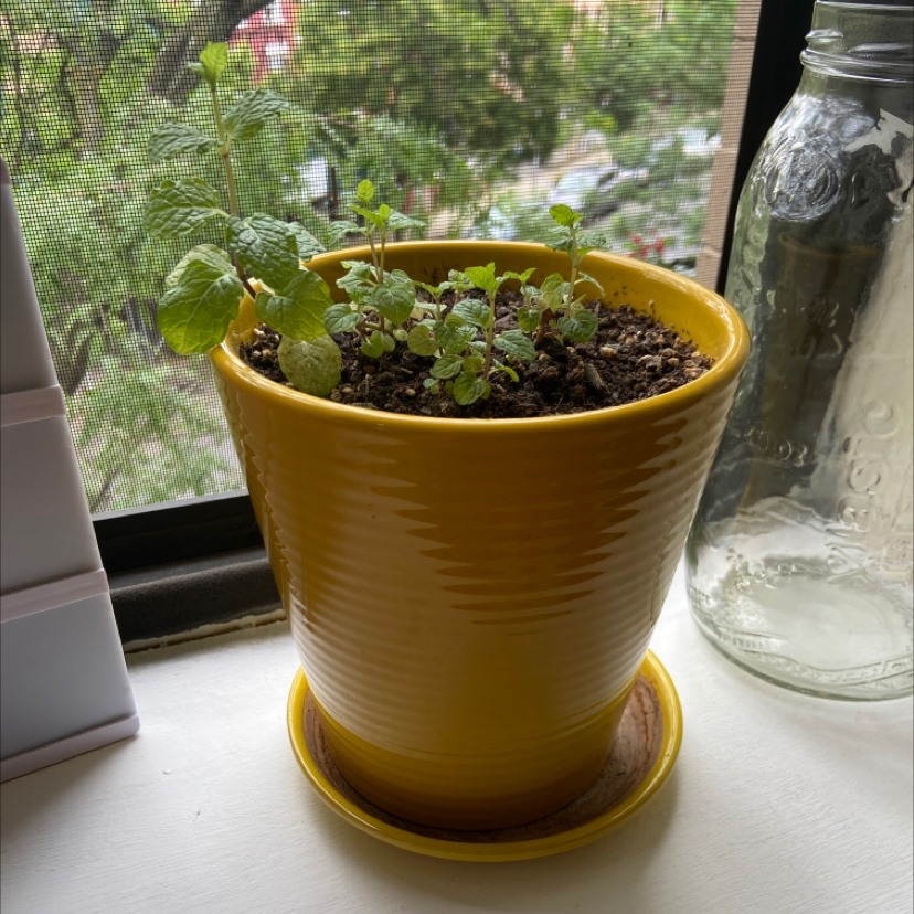 Potted Spearmint plant in a yellow pot with visible soil, placed on a windowsill.