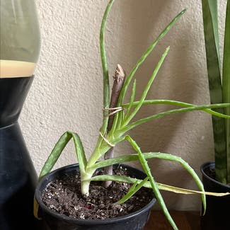 Aloe vera plant in Albuquerque, New Mexico