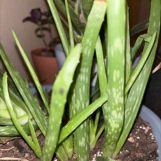 Aloe vera plant in Albuquerque, New Mexico