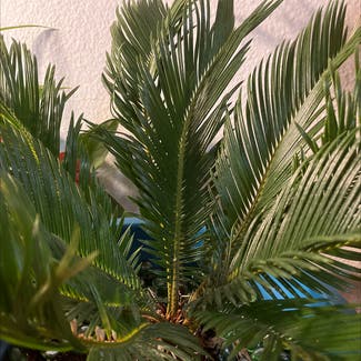 Sago Palm plant in Albuquerque, New Mexico