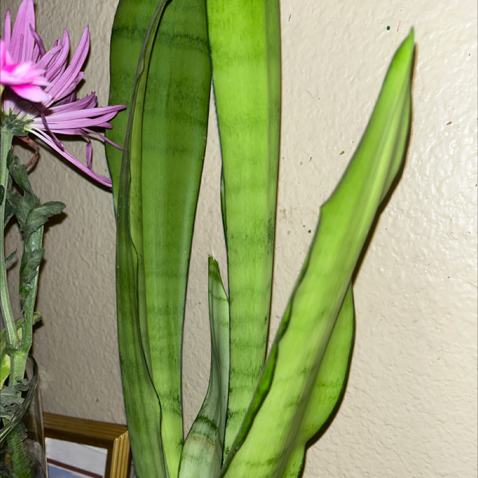 Zeylanica Snake Plant with green leaves and a pink flower from another plant on the left.