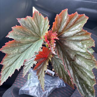 Angel wing begonia plant in Albuquerque, New Mexico