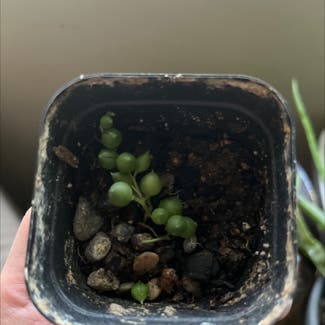 String of Pearls plant in Albuquerque, New Mexico