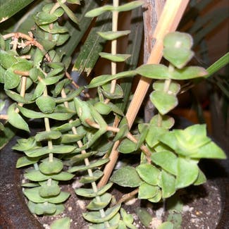String Of Buttons plant in Albuquerque, New Mexico