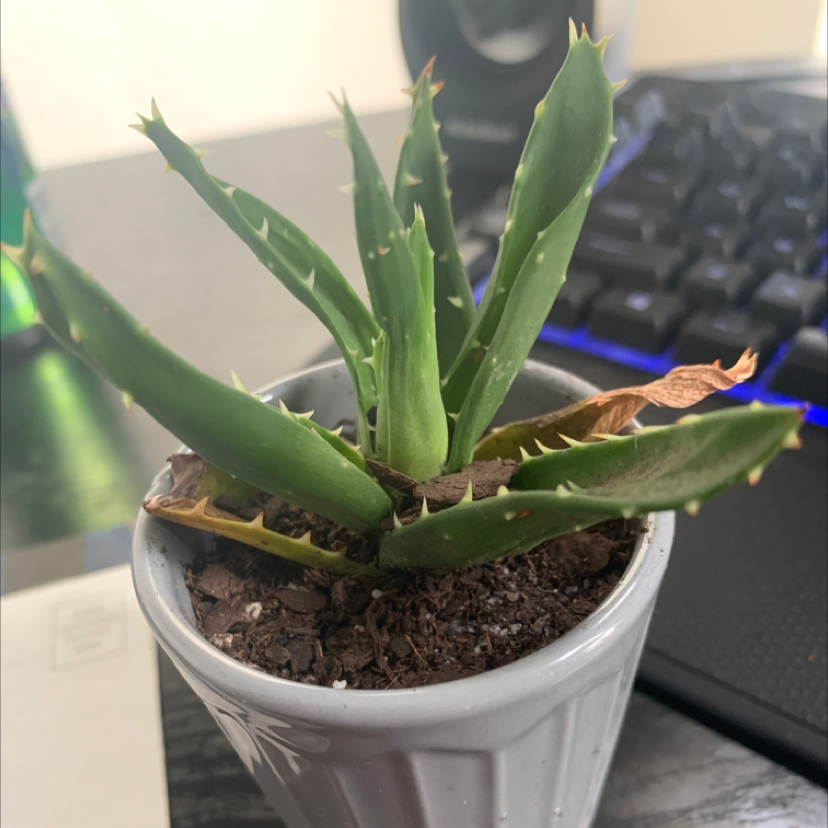 Short-Leaved Aloe plant in a small pot with some browning leaf tips.