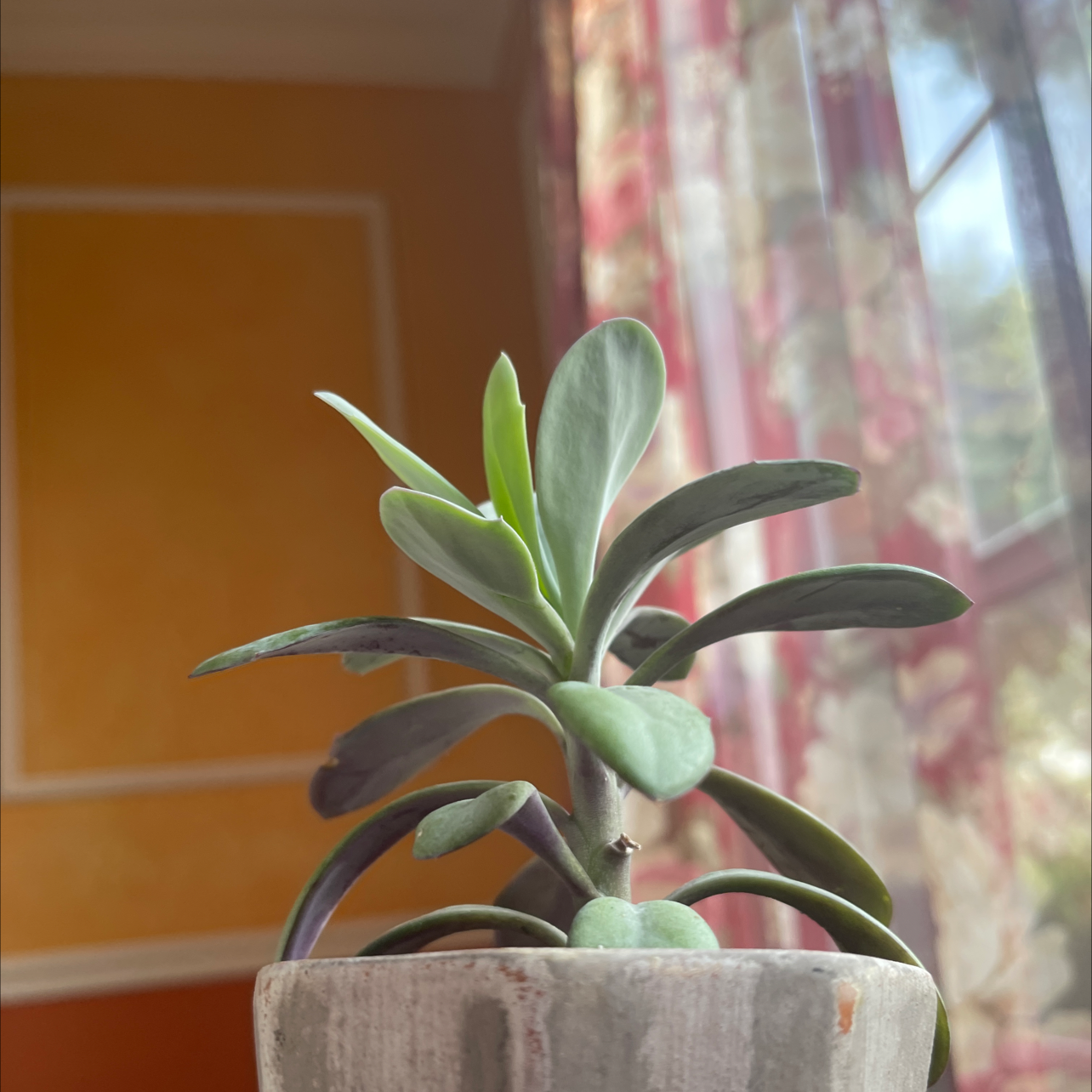 Photo of the plant species Red Dwarf Aster by @vaeh.jewel named violet on Greg, the plant care app