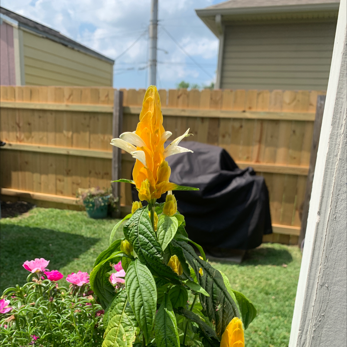 Lollipop Plant with yellow bracts and white flowers in a garden setting.