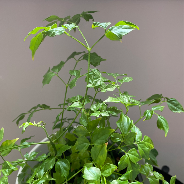 Healthy, lush China Doll plant with vibrant green compound leaves. No visible issues. Plant is well-framed but top is slightly cut off.