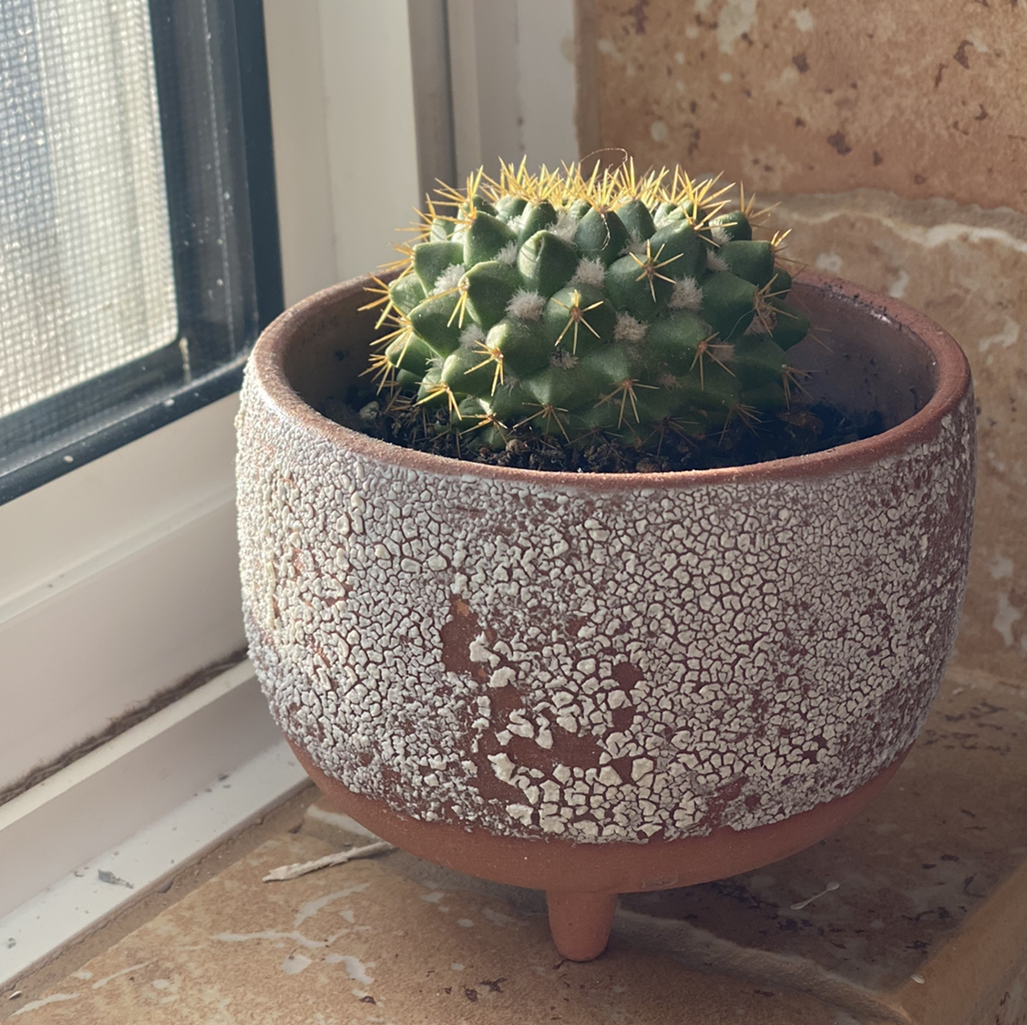 Little Nipple Cactus in a textured pot on a windowsill.
