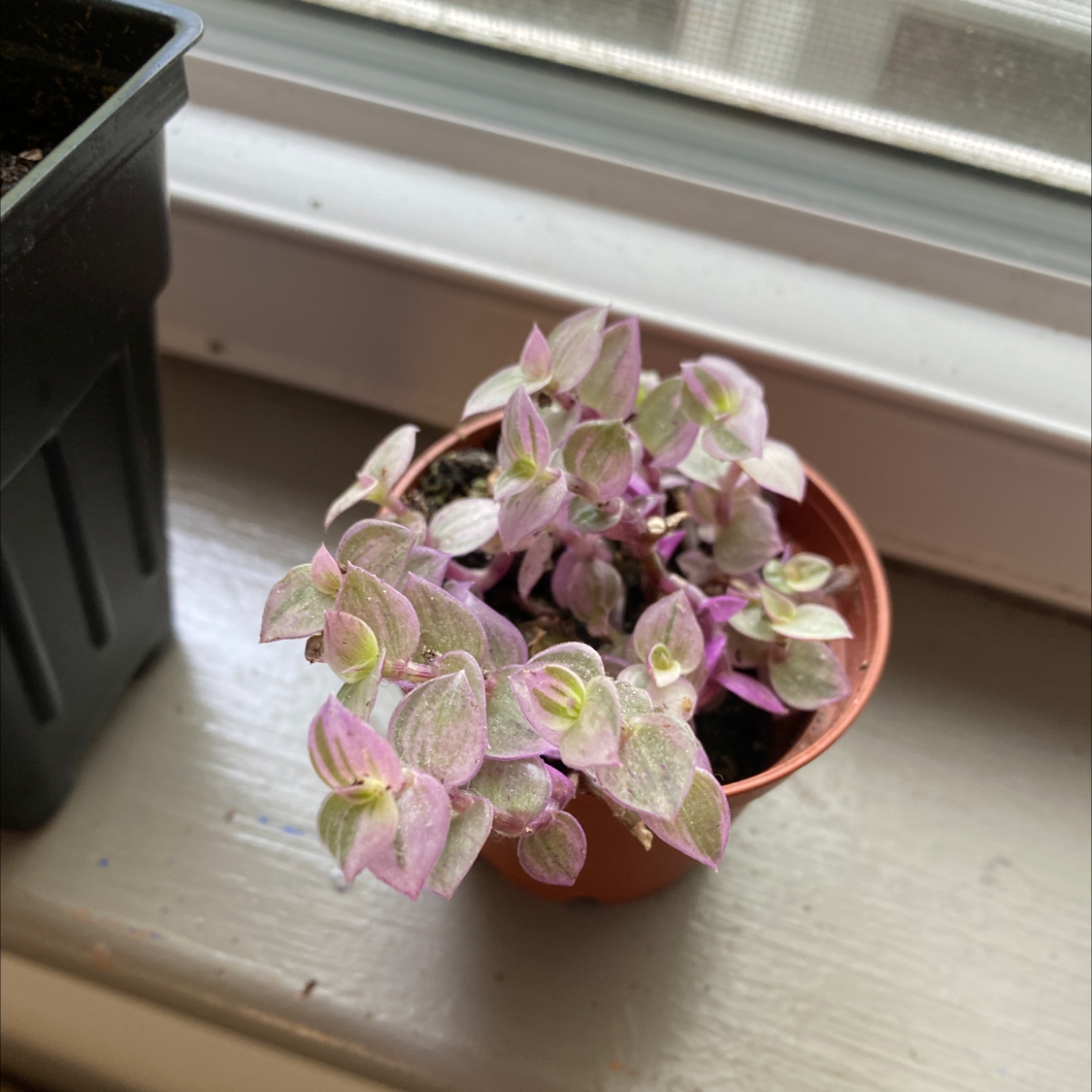 Lilac Tradescantia plant in a small pot on a windowsill with variegated green and pinkish-purple leaves.