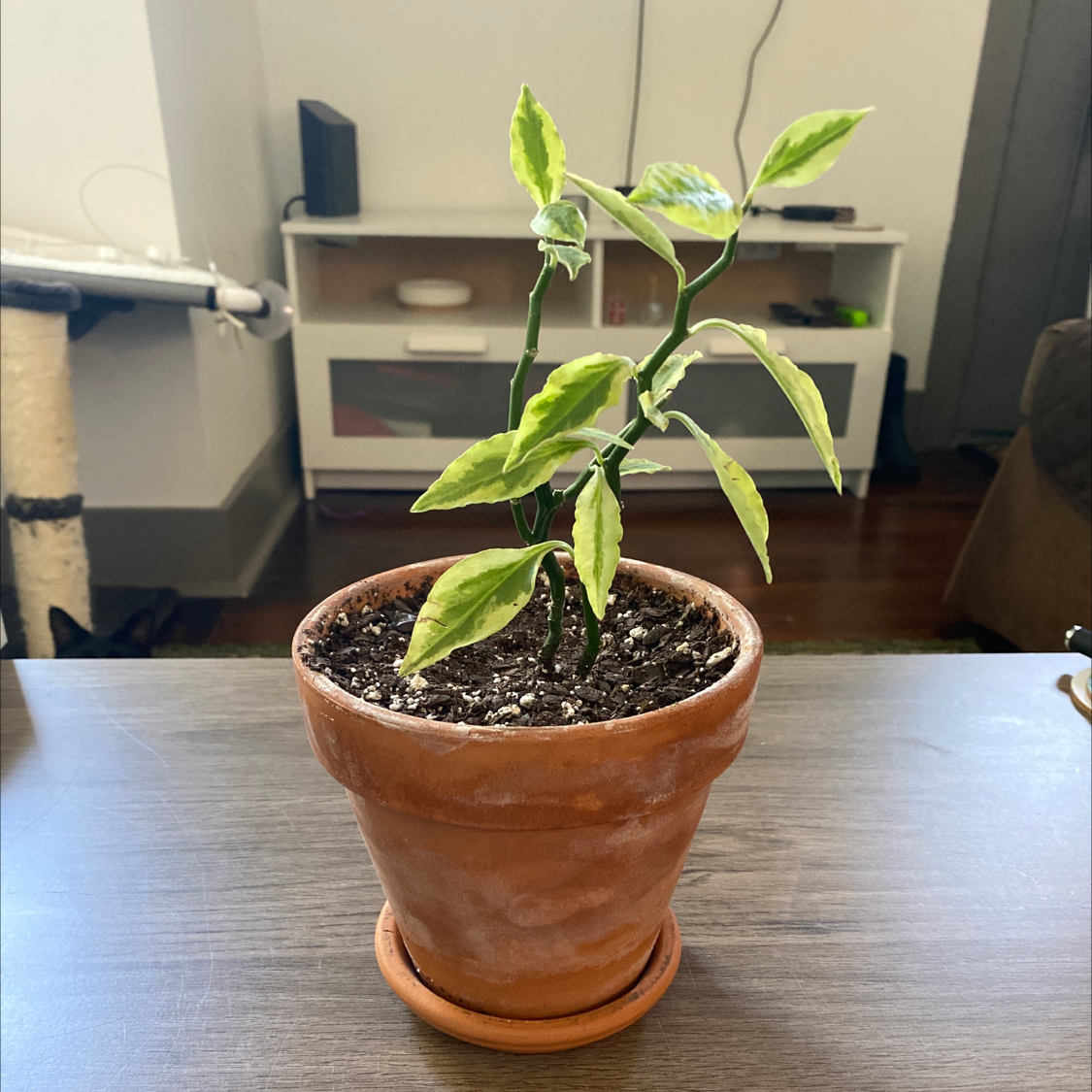 Healthy Japanese Poinsettia plant with bright green serrated leaves growing in a small terracotta pot on an office shelf.