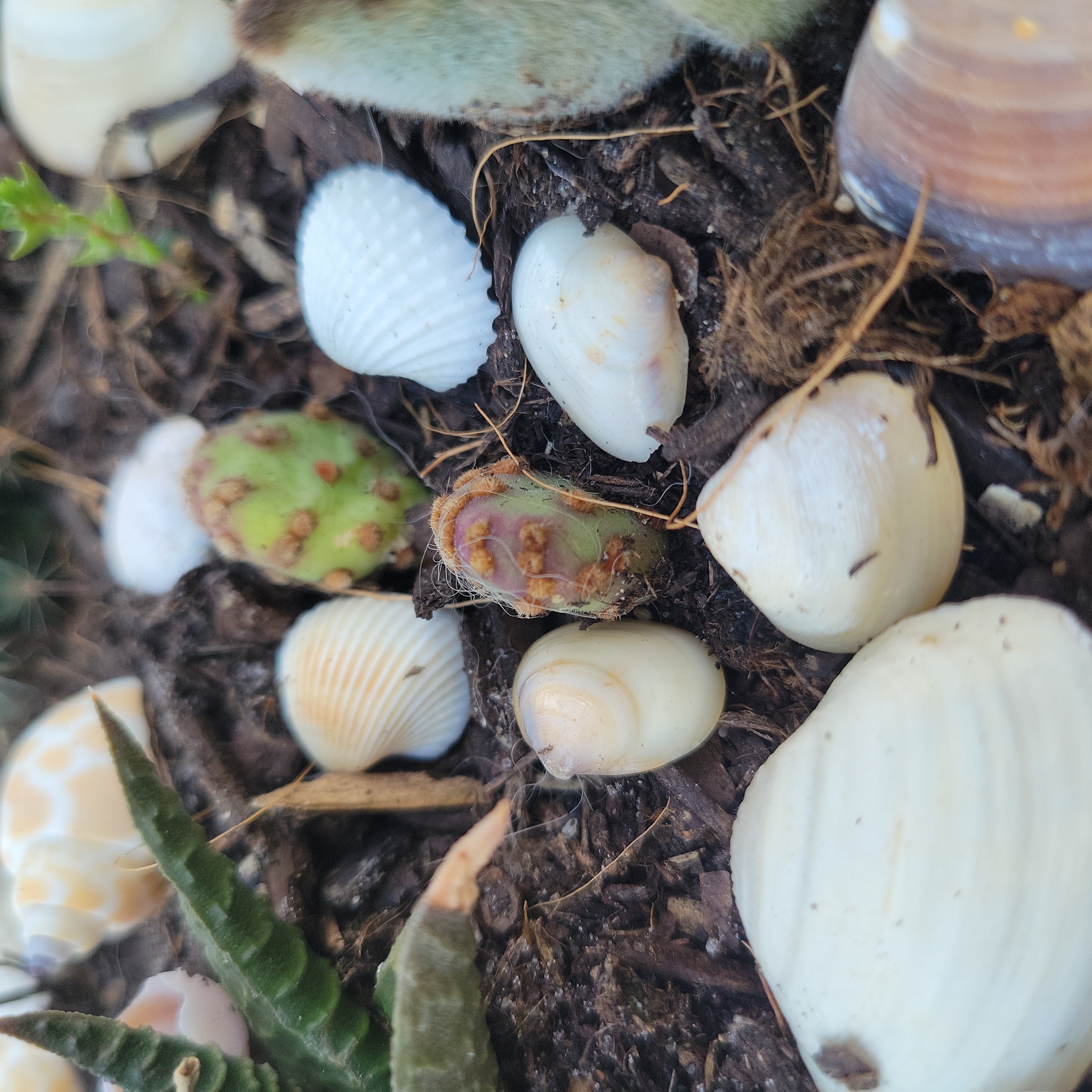 Photo of the plant species Cinnamon Bunny Ears by @wolfpackplayden named Pricky Cinnamon on Greg, the plant care app