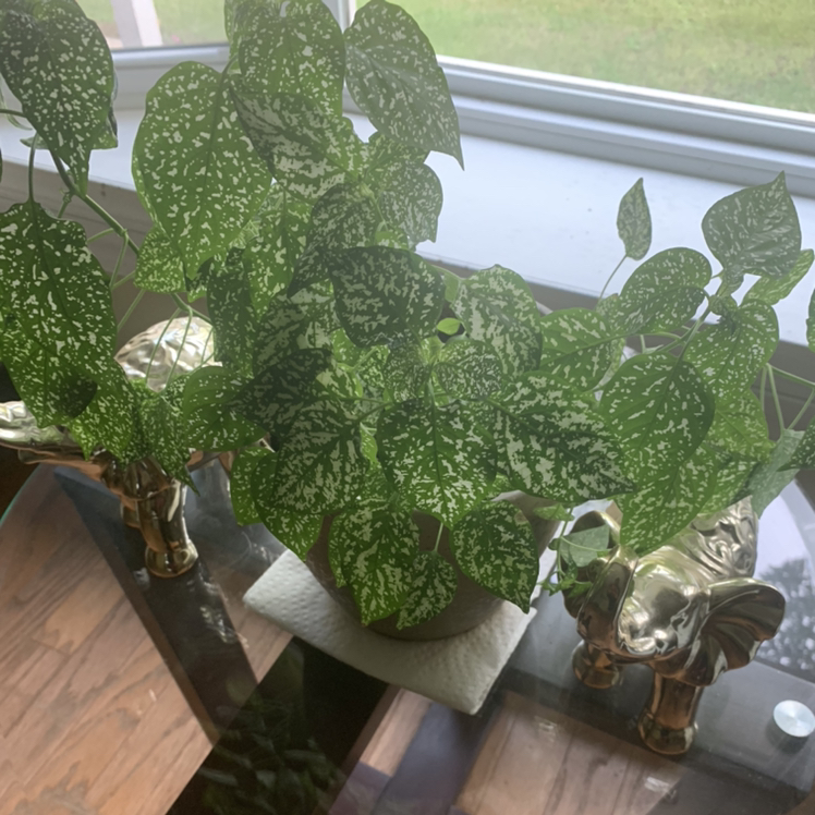 Polka Dot Plant plant photo by Talitha named Dotty on Greg, the plant care app.