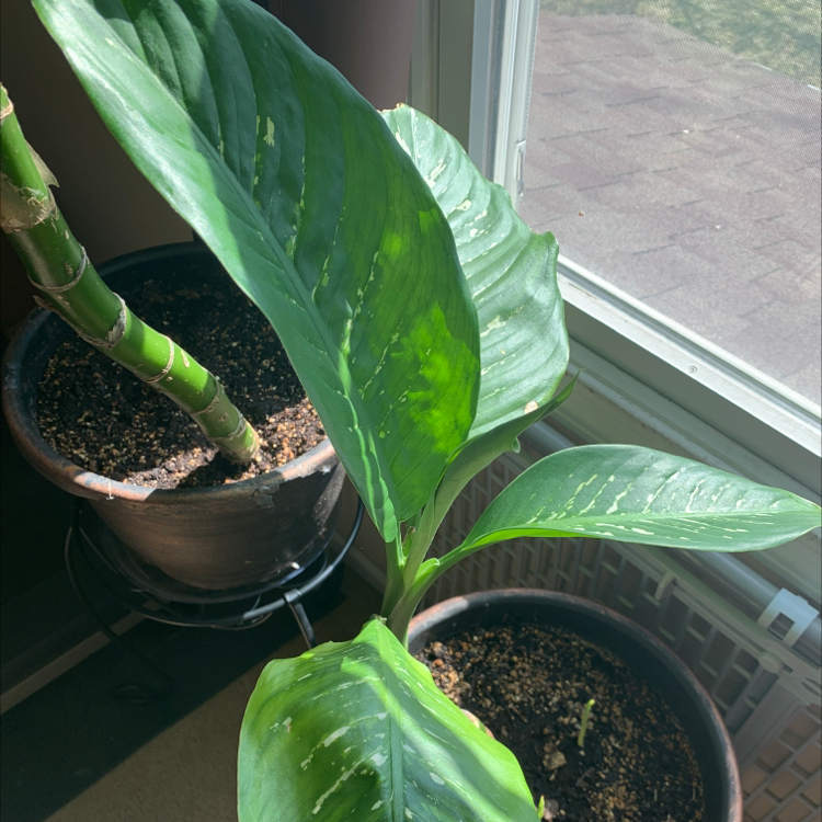 Dieffenbachia plant photo by Talitha named Twin on Greg, the plant care app.