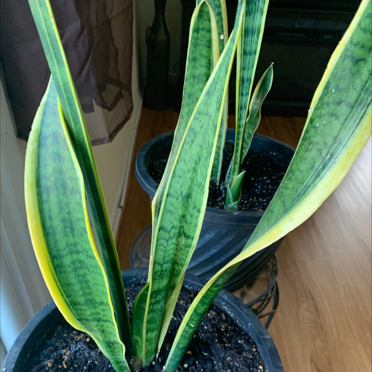Snake Plant plant photo by Talitha named The Snakes on Greg, the plant care app.