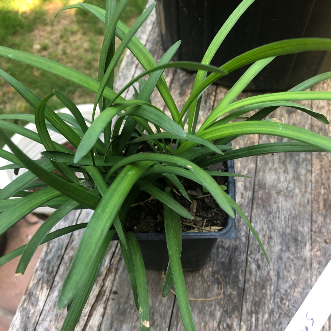 Photo of the plant species Creeping lilyturf by @GutsyAdelinia named Larry on Greg, the plant care app