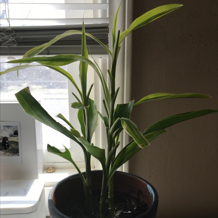 Lucky Bamboo plant photo by @Dahlilatheplantlover named Pura on Greg, the plant care app.