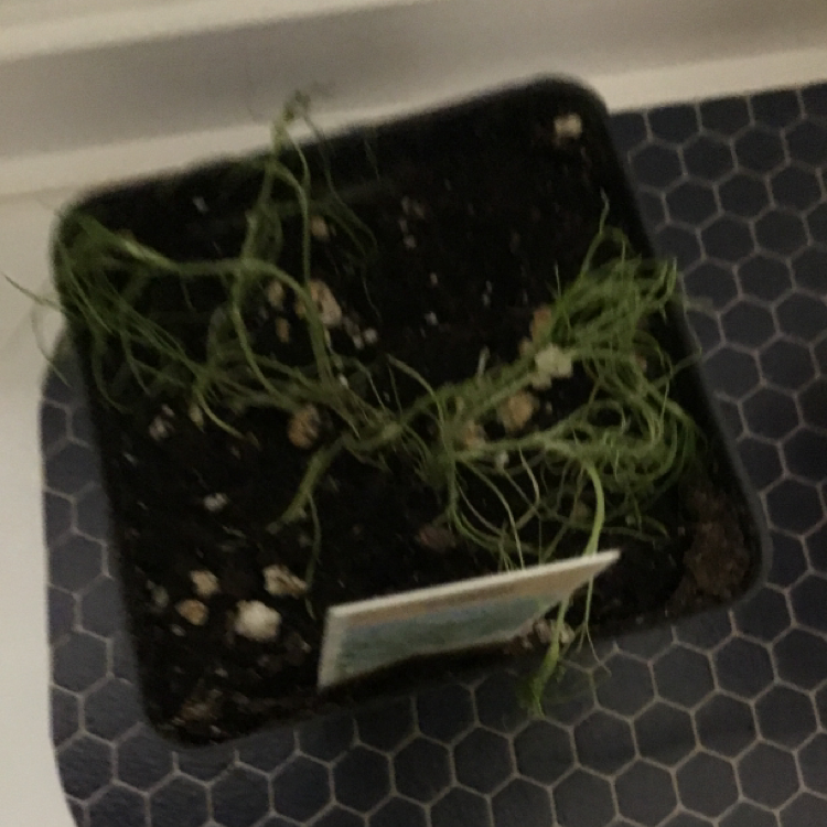 Photo of the plant species Caraway by @ChampKahikatea named Cumin on Greg, the plant care app