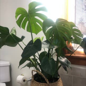 Monstera plant in Orchard Park, New York