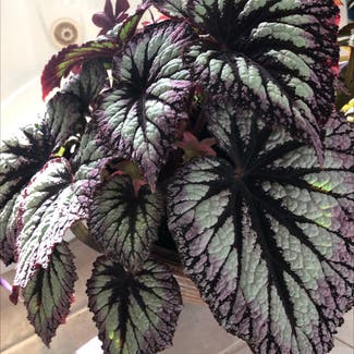 Rex Begonia plant in Orchard Park, New York