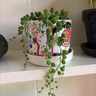 String of Pearls plant in Buffalo, New York
