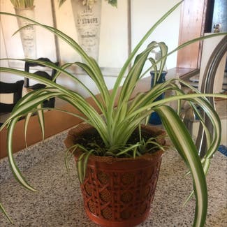 Spider Plant plant in Buffalo, New York