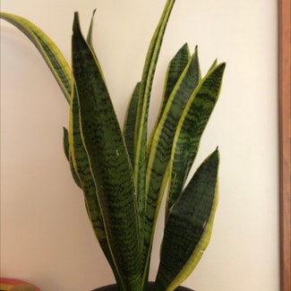 Snake Plant plant in Orchard Park, New York