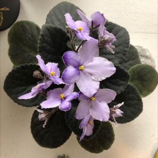 African Violet plant in Buffalo, New York