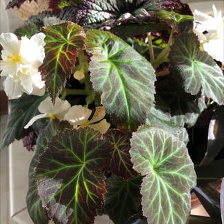 Tuberous Begonia plant in Orchard Park, New York