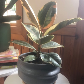 Variegated Rubber Tree plant in Orchard Park, New York