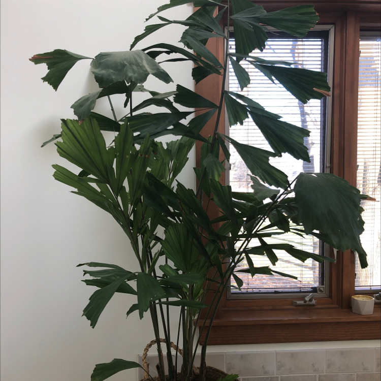 Photo of the plant species Fishtail Palm by @PolishDill named Fish tail imperial palm on Greg, the plant care app