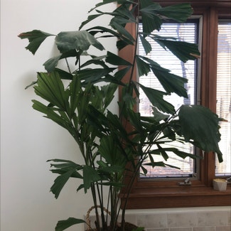 Fishtail Palm plant in Buffalo, New York