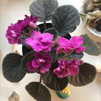 African Violet plant in Buffalo, New York