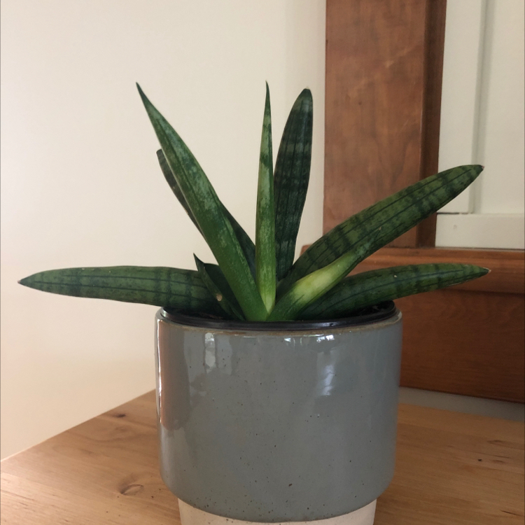Photo of the plant species Starfish Snake Plant by @PolishDill named Pickle on Greg, the plant care app